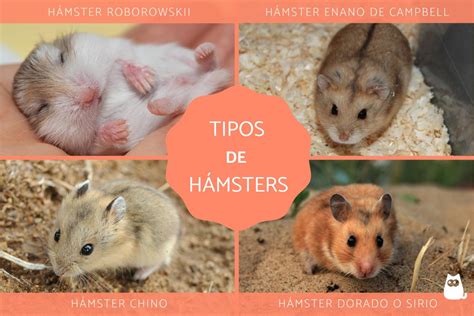 fotos de hamster|Más de 300 fotos de Hamster y Hámster gratis .